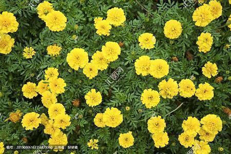 节哀顺变成语接龙游戏
