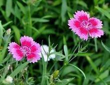 救苦救难成语接龙游戏