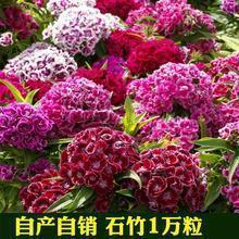 狐裘蒙戎成语接龙游戏