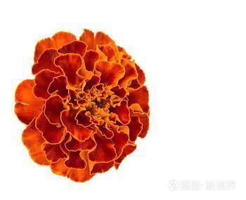 金钗细合成语接龙游戏