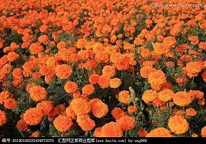 绵里薄材成语接龙游戏