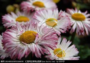 免费节