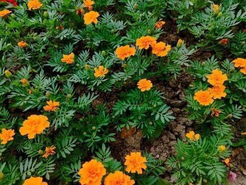 竹罄南山成语接龙游戏