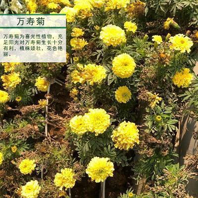 神霄绛阙成语接龙游戏