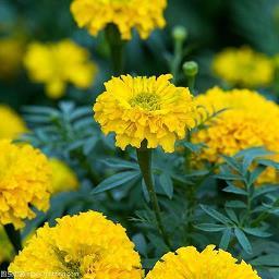 桃花潭水成语接龙游戏