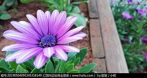 月落乌啼成语接龙游戏