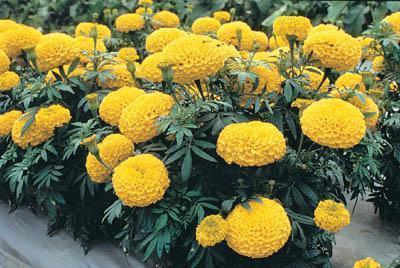 节威反文成语接龙游戏