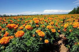 语四言三成语接龙游戏