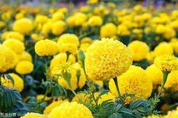插插花花成语接龙游戏