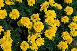 谊切苔岑成语接龙游戏