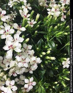 不紧不慢造句-用不紧不慢怎么造句