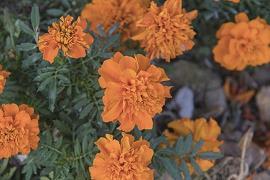 谬采虚声成语接龙游戏