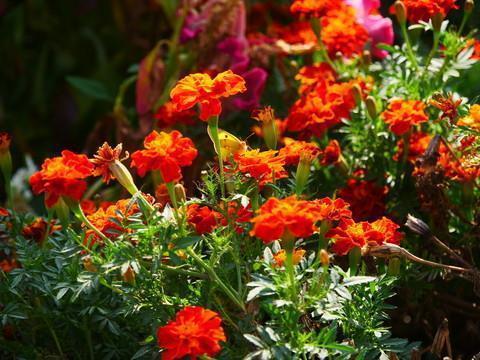 野人献芹成语接龙游戏