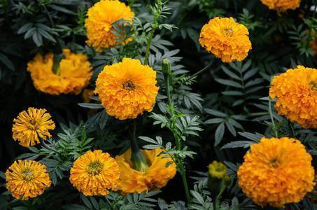 蛇欲吞象成语接龙游戏