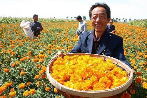 掂斤抹两成语接龙游戏