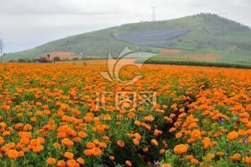 栉霜沐露成语接龙游戏