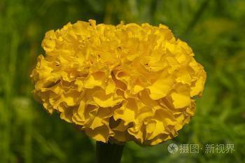 满城桃李成语接龙游戏