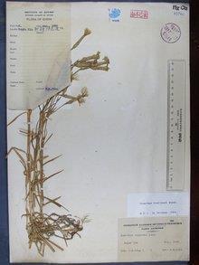 自由放任成语接龙游戏