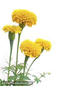 魂飘神荡成语接龙游戏