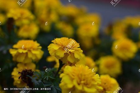 梳头太监李莲英打一成语