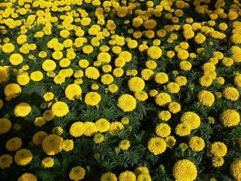 泼声浪气成语接龙游戏