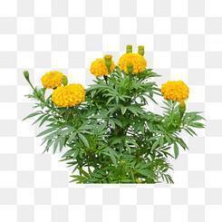 浓墨重彩成语接龙游戏