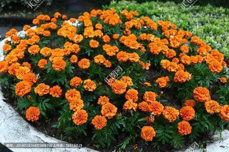 半月谈；飞鸣镝；此时无声胜有声打一成语