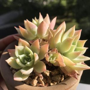 敲冰求火成语接龙游戏