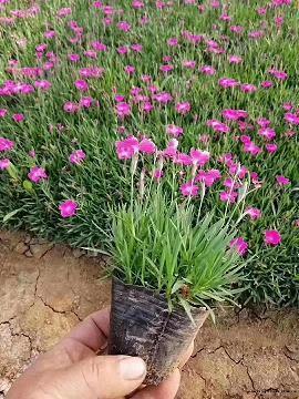 朋心合力成语接龙游戏