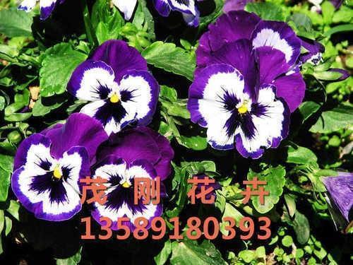 相去悬殊成语接龙游戏