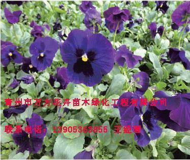 灯蛾扑火成语接龙游戏