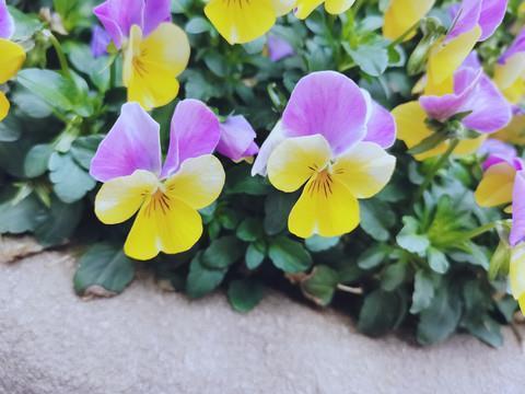 日以继夜成语接龙游戏