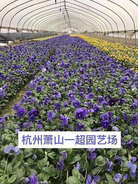 白雪皑皑成语接龙游戏