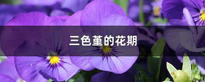 花枝招颤成语接龙游戏