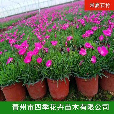 付之一叹成语接龙游戏