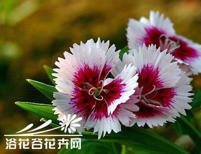 誉过其实成语接龙游戏