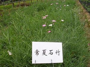 强凫变鹤成语接龙游戏