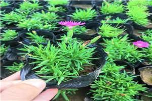 传檄而定成语接龙游戏