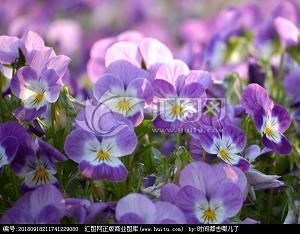 高才疾足成语接龙游戏
