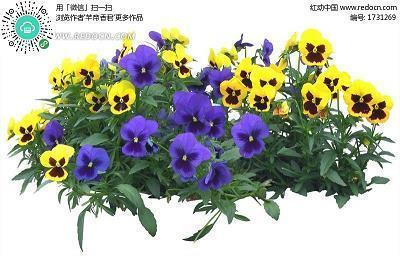 黼国黻家成语接龙游戏