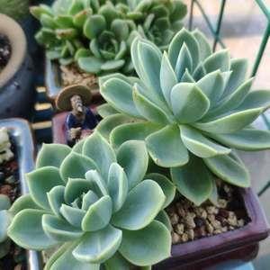 管间窥豹成语接龙游戏