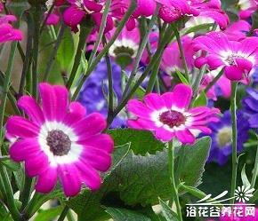 一潭死水造句-用一潭死水怎么造句