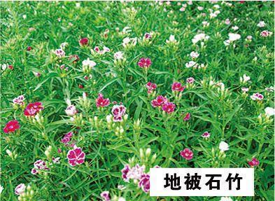 菲食卑宫成语接龙游戏
