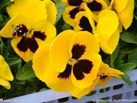 路柳墙花成语接龙游戏