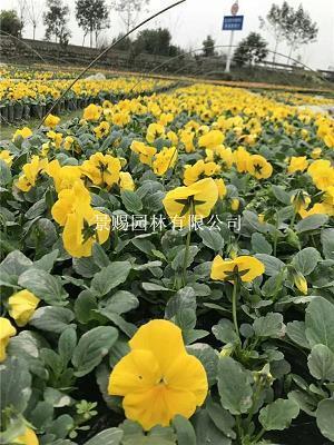 束身自好成语接龙游戏