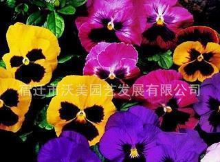 遮天盖地成语接龙游戏