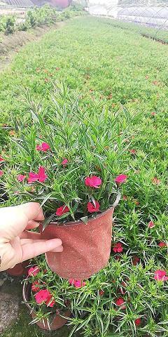 塞耳盗钟成语接龙游戏
