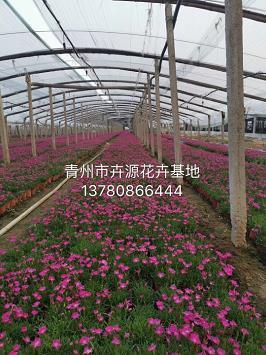 夏之荷