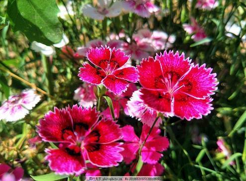 中秋节