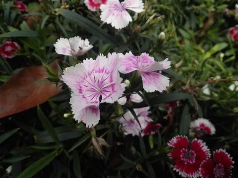 鸟入樊笼成语接龙游戏